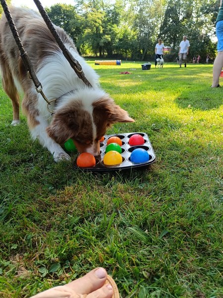 Sommerfest 2024 des PSSV Friedberg